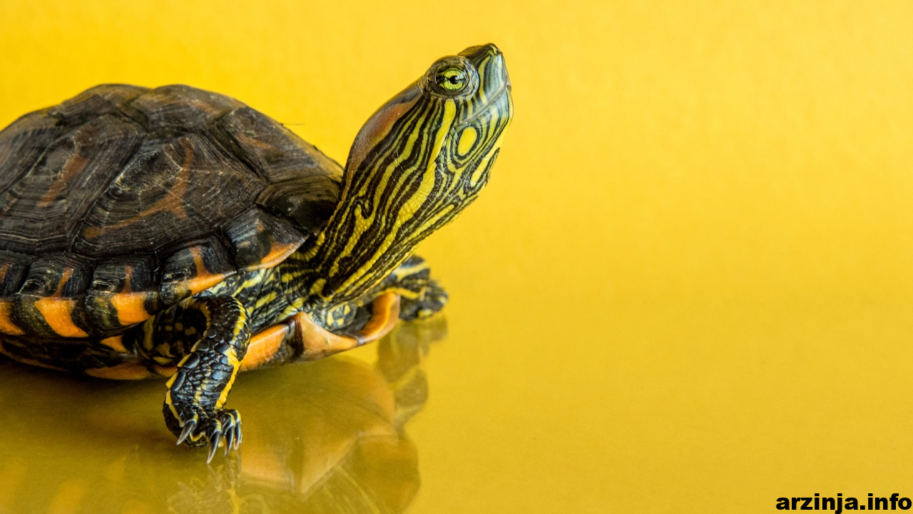 پروژه اسمارت چین “Turtledex” بایننس به سرقت رفت!