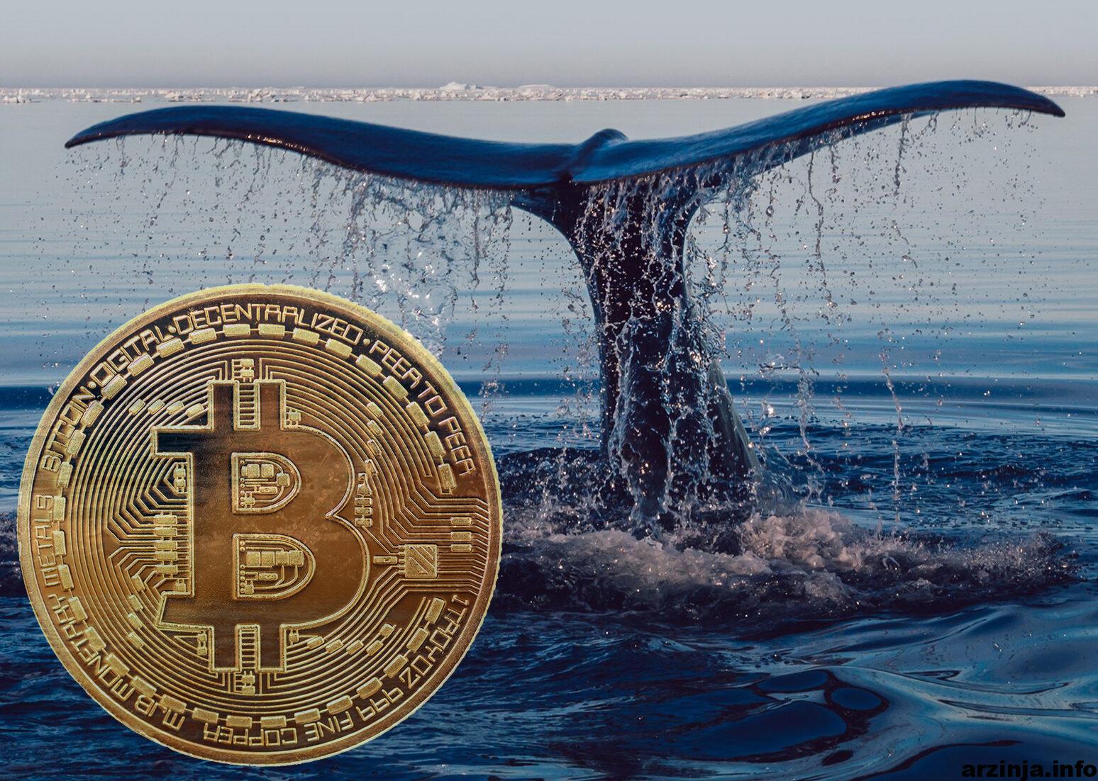 افزایش بیت کوین نهنگ ها در سقوط بازار